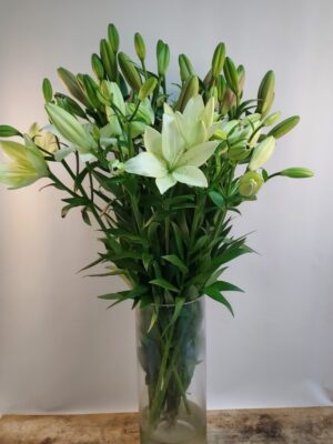 White lilies without fragrance, height 80 cm, per piece