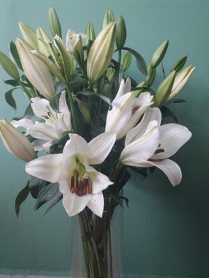Lily oriental white, fragrant, 5-7 flowers, height 70-80 cm. per piece