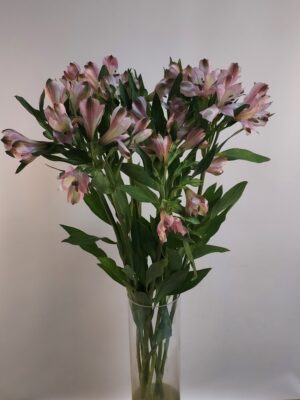 Alstroemeria flower pink for your vase, height 70-80 cm, per piece
