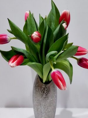 Red-white bicolor tulips, 40 cm per piece
