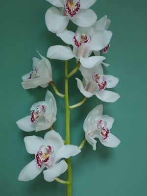 Orchid sympidium in white color with a pink heart, per branch