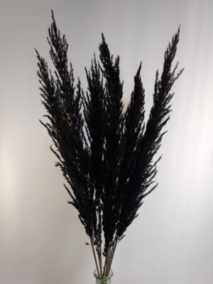 Pambas, dried flowers in black, per piece.