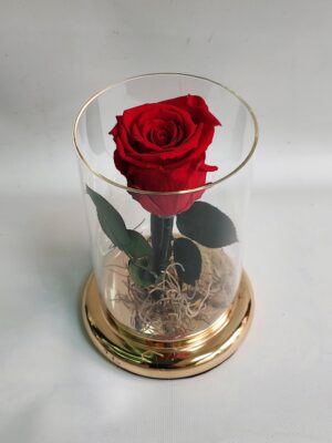Embalmed real red rose in a glass case.