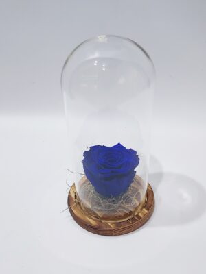 Lovely dejuiced blue rose in glass display case 20cm high with wooden base