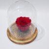 Black juiced real rose in glass display case 10×15 on wooden base