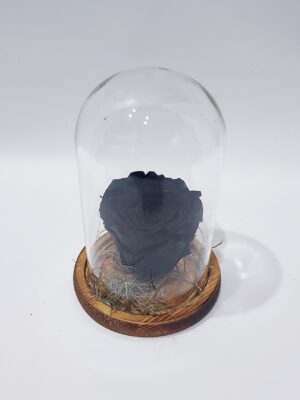 Μαύρο αποχυμωμενο αληθινό τριαντάφυλλο σε γυάλινη βιτρίνα 10χ15 σε ξύλινη βάση