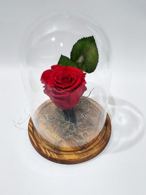 Unjuiced real red rose in a large glass display case 22×13, on a wooden base