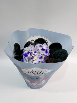 sepolia the African violet in white-purple color