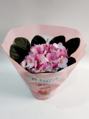 Sepolia or African violet in a beautiful white-pink shade