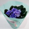 Hyacinths, seasonal bulbs with a wonderful aroma, in various colors, per unit