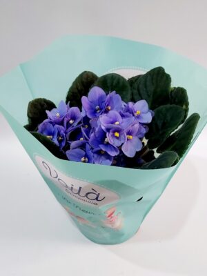 sepolia or African violet in a purple shade