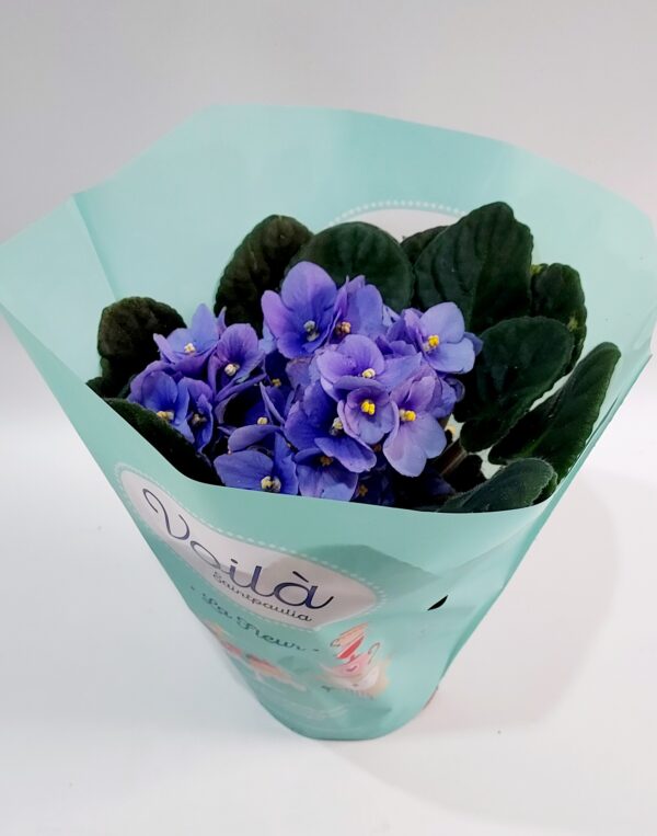 sepolia or African violet in a purple shade
