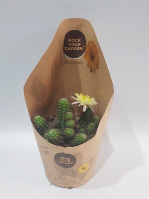 Impressive little cactus with a yellow flower in a package