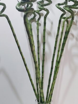 Bamboo reed for vase, height 100 cm.