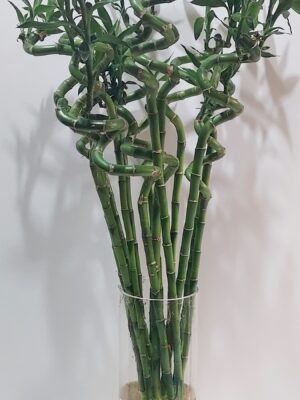 Bamboo reeds for vase 80 cm high