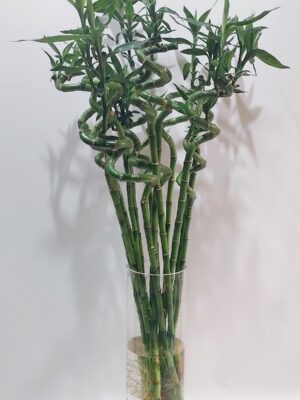 Bamboo reeds 60 cm high for vase