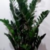 “Amstel” fig, majestic green outdoor and indoor plant, 1.50 height approx. 45cm wide.