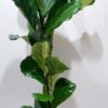 Αλοκάσια,ένα υπέροχο φυτό εσωτερικού χώρου με ύψος 100εκ.