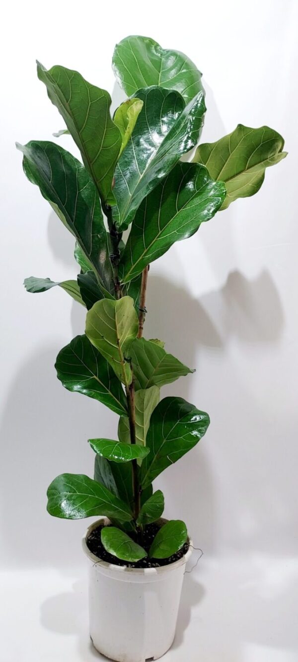 Φοίκος ”λιράτα΄’ ύψος 100εκ. με πλατιά εντυπωσιακά φύλλα