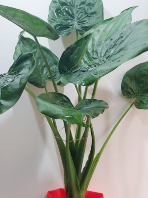 Alocasia, a wonderful indoor plant with a height of 100cm.