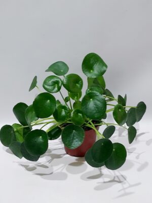 pilea-Piperomia,φυτό εσωτερικού χώρου με ιδιαίτερο στυλ,ύψος 25 εκ.