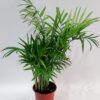pilea-Piperomia,φυτό εσωτερικού χώρου με ιδιαίτερο στυλ,ύψος 25 εκ.