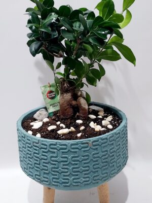 Special round ceramic with wooden legs and a beautiful bonsai fig 45cm.