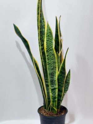 Sansevieria, indoor plant 65 cm high with very high resistance