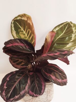 Calathea, a special indoor plant with impressive leaves in a ceramic caspo!