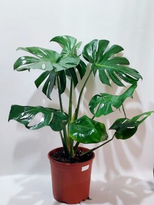 Monstera impressive green indoor and outdoor plant, 70 cm high