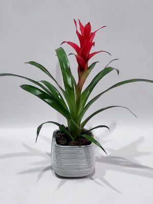 Gasmania indoor flowering plant in a beautiful quality ceramic case, 30 cm high
