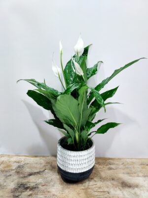 Spathifolia green flowering plant with black and white ceramic, height 55 cm.