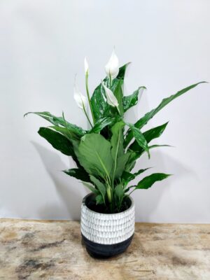 Σπαθίφυλλο πράσινο ανθοφόρο φυτό με ασπρόμαυρο κεραμικό,ύψος 55 εκ.
