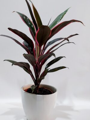 Drasena “kokordelini” resistant indoor plant in a ceramic caspo