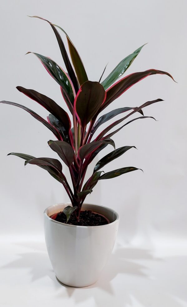 Drasena “kokordelini” resistant indoor plant in a ceramic caspo