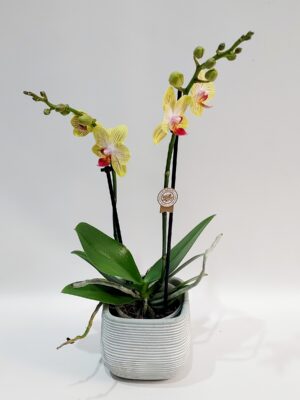 Moth orchid yellow, 40 cm high in a minimal ceramic case