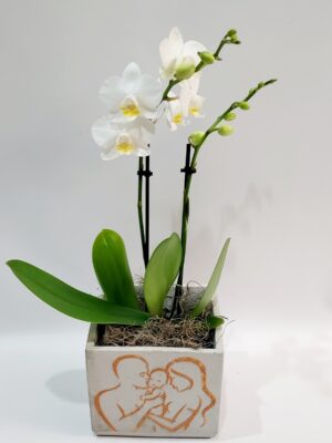 Whale orchid, height 40 cm. in a square ceramic with a representation of parents