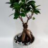 “Amstel” fig, majestic green outdoor and indoor plant, 1.50 height approx. 45cm wide.