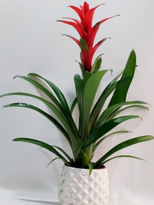 Gasmania red 80 cm high with a lovely red flower in a white quality ceramic case