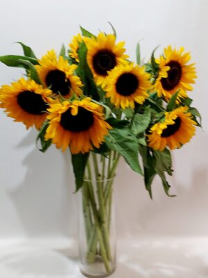 Sunflowers about 70 cm high with a large flower, per piece