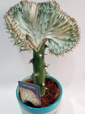 Lactea”, special cactus with blue-green colors