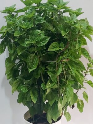 Immortal basil with a strong aroma, height 60 cm.