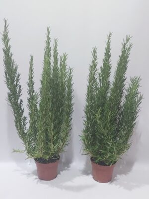 Rosemary, herb-aromatic plant 15-20 cm.