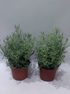 Aromatic plant, lavender 15 cm approx, 1 piece