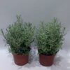 Δενδρολίβανο,βότανο-αρωματικό φυτό 15-20 εκ.