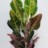 Μασαζιάνα-δράσενα,φυτό εσωτερικού χώρου(3 φυτά),διάσταση 130 εκ. ύψος