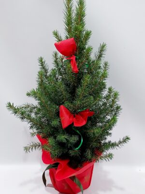 Natural spruce “pikea” 50 cm. high