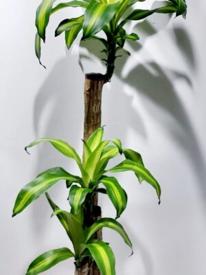 Μασαζιάνα-δράσενα,φυτό εσωτερικού χώρου(3 φυτά),διάσταση 130 εκ. ύψος