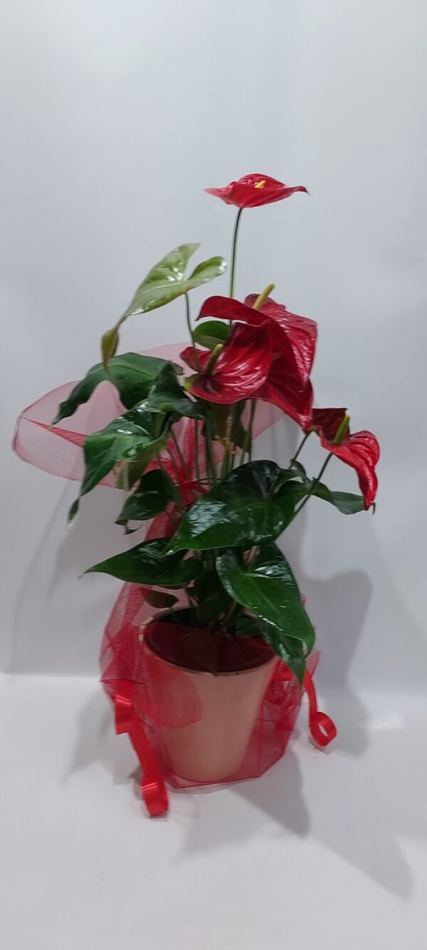 Ανθούριο,φυτό εσωτερικού χώρου με πανέμορφα κόκκινα λουλούδια,σε κεραμικό κασπώ,ύψος 80 εκ.περίπου