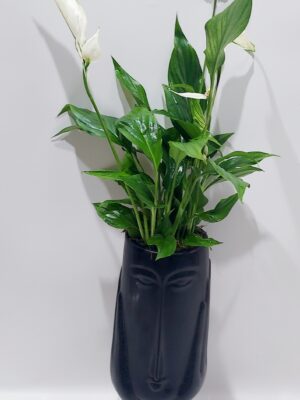 Νέο μοντέρνο κεραμικό πρόσωπο σε μαύρο χρώμα,με φυτό εσωτερικού χώρου σπαθίφυλλο,ύψους 50 εκ.